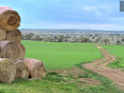 E infine l�itinerario �numero 8�, quello compreso tra le strade provinciali 39 e 238, all'estremo sud del territorio di Ruvo di Puglia. Si sviluppa in localit� Piano D'Annaia attraverso 13 chilometri fatti di stradine di campagna e tratturi
